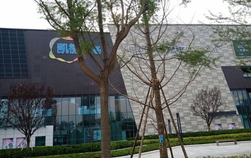 西安春日赏花文化探秘：青龙寺樱花与唐文化的千年对话