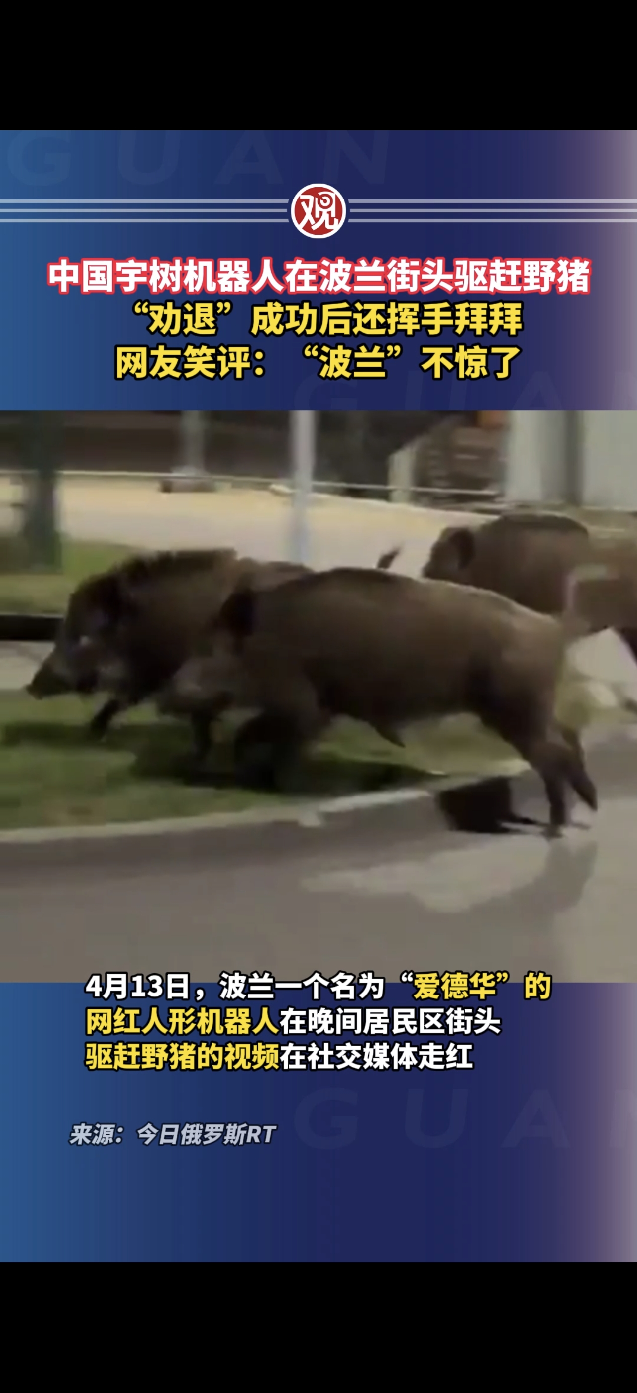宇树G1在波兰街头驱赶野猪