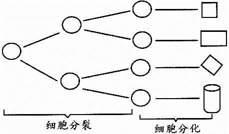 细胞分裂示意