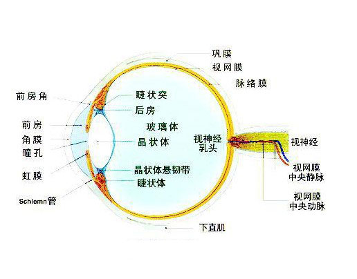 眼球结构示意图