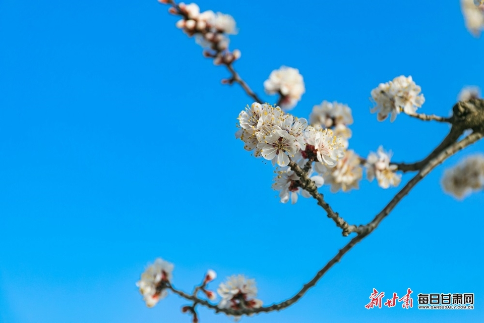 洮河杏花海