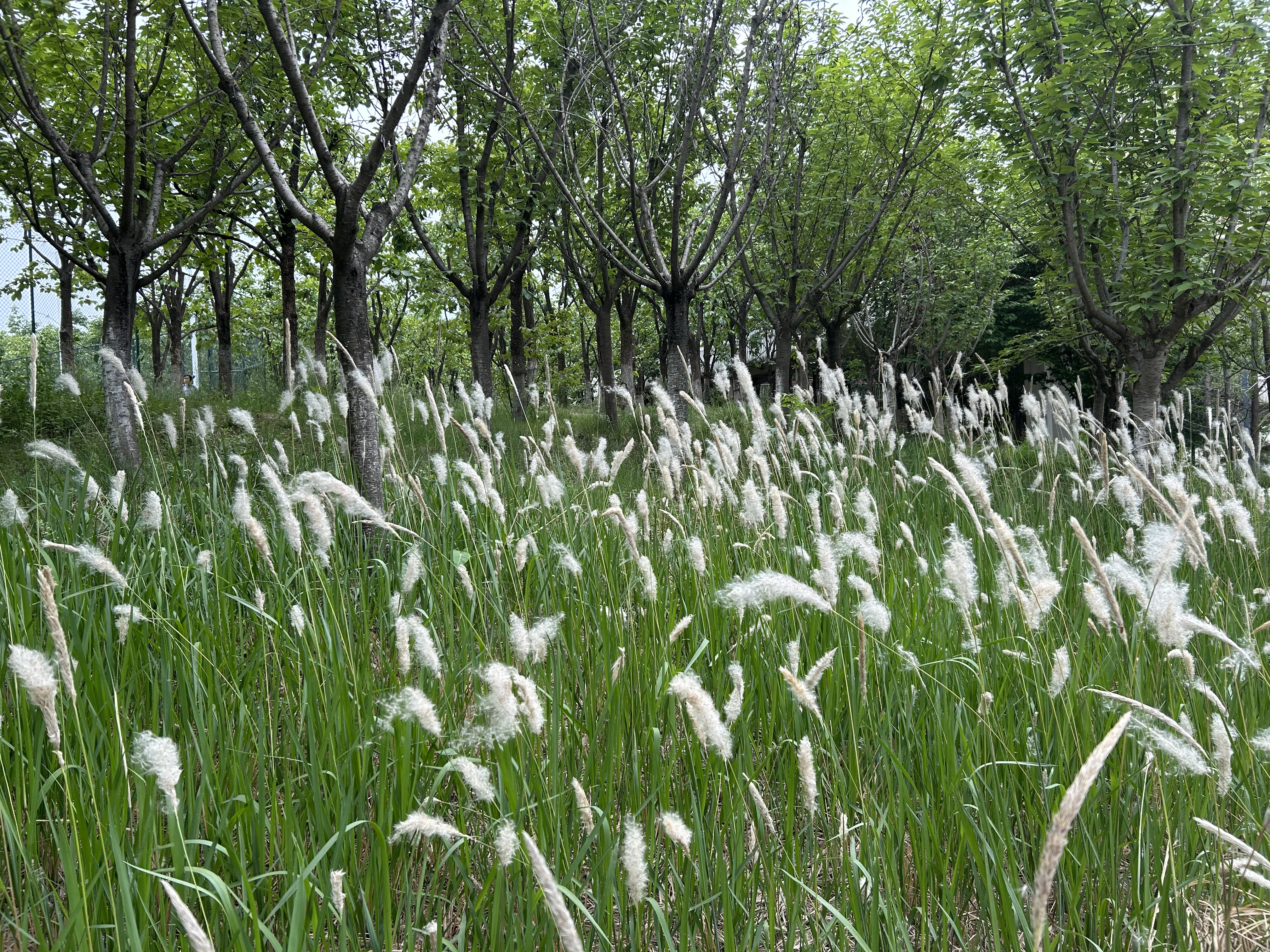 公园整体景观