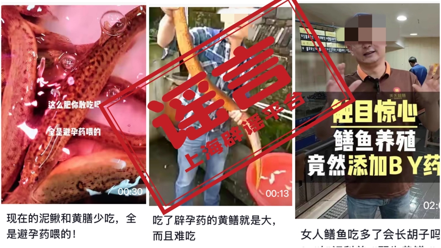 避孕药喂黄鳝骗了30年！官方终于说清楚了
