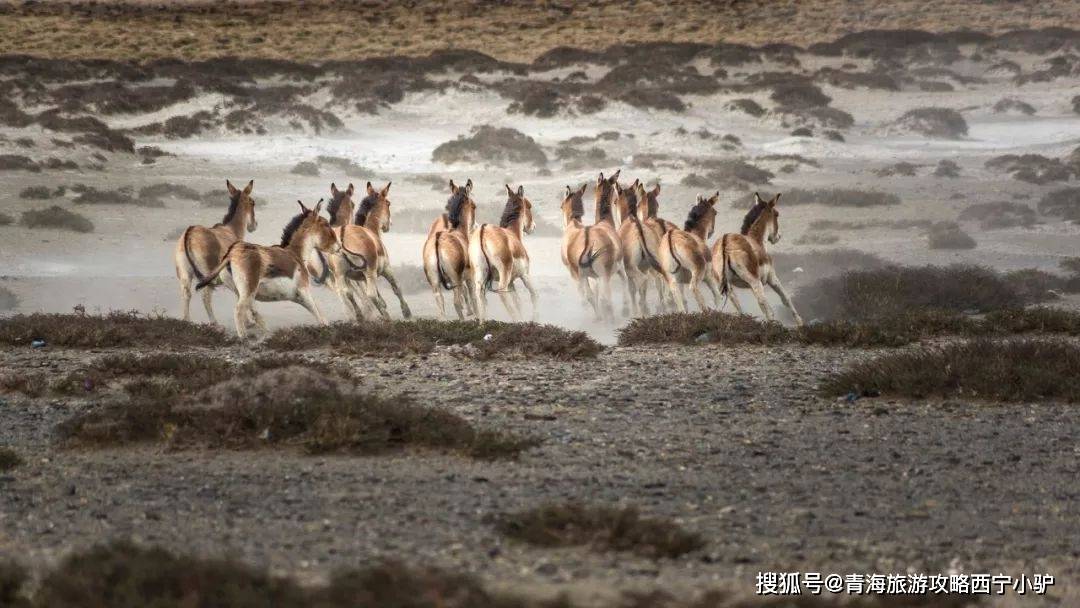 很多人不知道，哈拉湖其实不收门票，99%的人没去过