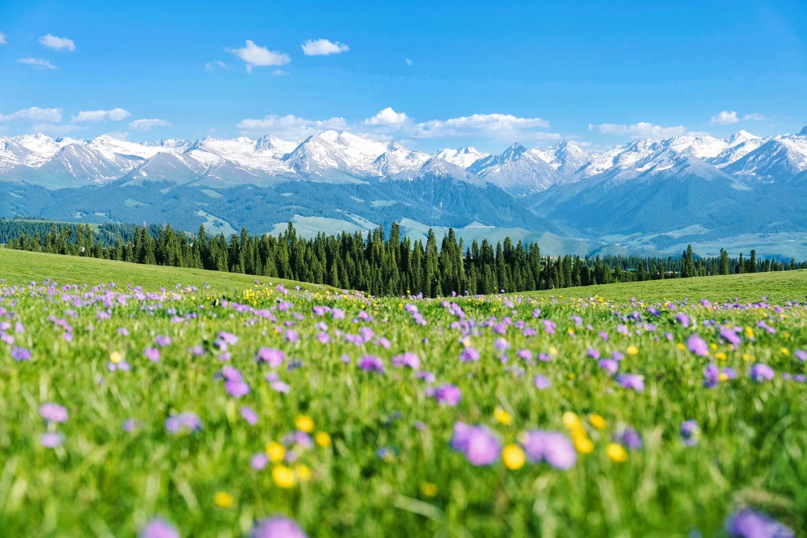 赛克云端草原雪山花海