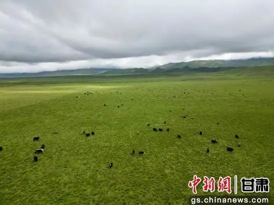 草原花海