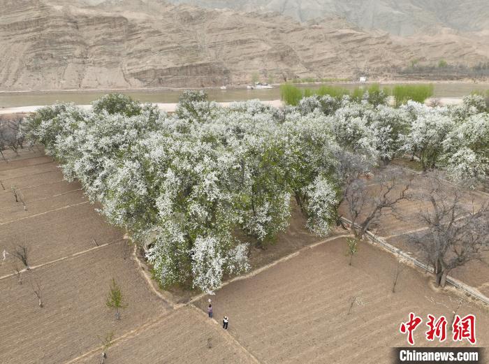 九曲黄河入宁夏第一站，这座不通公路的古村被藏了600年
